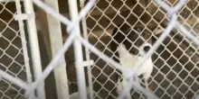 Henry, il cane sordo dimenticato durante l’evacuazione del rifugio per incendio: dormiva nella cuccia