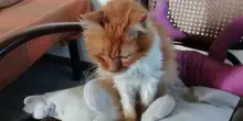 La rinascita di Leo, il gatto del Sacro Monte di Crea adottato grazie a La Zampa