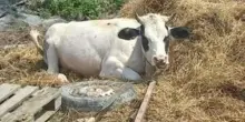 Mucca legata e abbandonata tra i rifiuti a Ostiglia: ventenne denunciato per maltrattamenti