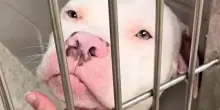 Il cane Cebu piange in attesa di essere chiamato per l’eutanasia, una donna guida 10 ore per salvarlo