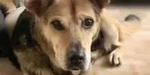 Il lieto fine inaspettato di Barley, il cane anziano che nessun voleva adottare