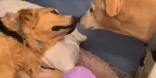 Il cane Rio lotta per la vita dopo un infarto, ma la visita del fratello Pablo cambia tutto