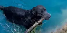 Tinge di blu uno stagno per renderlo più bello, senza pensare che il suo cane Macy ci fa il bagno