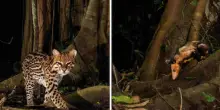 In Amazzonia, l’incontro che nessuno si aspettava fra un opossum e un ocelot
