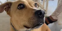 Zoe, il cane salvato dalla vita di accattonaggio che ha cucito insieme i cuori di una famiglia