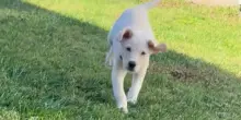 Il cane Max gioca al buio in giardino, ma nessuno è pronto a scoprire il rivale che dovrà affrontare