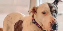 Dopo 10 anni in canile, una vacanza premio a cinque stelle cambia per sempre la vita del cane Thor
