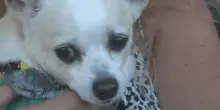 Rapito dopo la morte del proprietario, il cane Dinky è stato riunito alla famiglia dopo 4 mesi