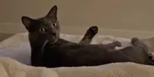 Lo imita mentre si sta leccando, la reazione del gatto Gucci è la meno prevedibile