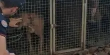 Un cane morto in auto e altri cinque in gabbia senza acqua né cibo, ritrovamento shock nel Mantovano