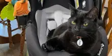 Così il gatto Goose ha “addestrato” un bambino di 20 mesi a dargli cibo di nascosto