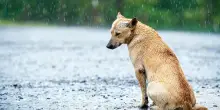 A luglio più di tremila cani e quattromila gatti abbandonati e soccorsi, l’Enpa: “Una piaga estiva”