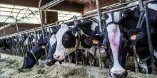 Influenza Aviaria, potrebbe diffondersi anche attraverso l’aria