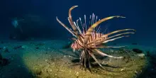 Specie aliene, per frenare la diffusione del pesce scorpione inizieremo a mangiarlo