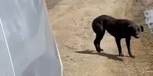 Sunny, il cane che ha inseguito un’auto per chiedere aiuto: ora corre felice nella sua nuova casa