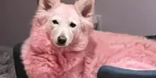 Beauty routine finita male: è così che il cane Coconut è diventato rosa (ma può capitare a tutti)