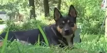 Mistero in Alabama: da un anno il cane Chicarin porta a casa ossa umane e non si sa di chi siano