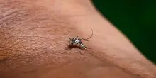 West Nile, Dengue, Chikungunya e Zika: la situazione dei casi in italia