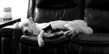 Ecco come il gatto Taco si è conquistato un posto speciale vicino al cane Gus, notte dopo notte