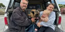 Cerca di salvare il suo cane da uno sciame di api assassine, ma anche lui ora ne paga le conseguenze