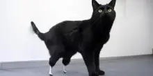 Addio a Oscar, il primo gatto bionico del mondo: aveva 18 anni