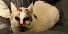 “È inadottabile”, ma gli occhi neri del gatto Crusty hanno incrociato lo sguardo giusto