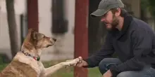 Un cane può davvero riconoscere una persona che ha ricevuto un organo dal suo proprietario?