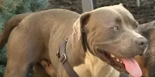 “Sembrava volesse che lo seguissi”: così un cane ha salvato la vita di due persone (e la sua)