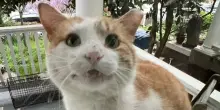Tommy, il gatto randagio che ha barattato la libertà con l’amore bussando col naso a una finestra