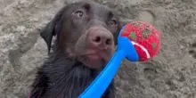 Compra una scatola piena di palline per il suo cane Leo, ma il regalo le si ritorcerà contro