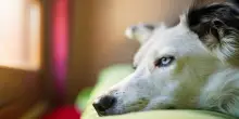 L’amore per il cane Troy e l’eredità di zia Bea che ha fatto litigare due fratelli