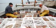 Pescatori, marinai e aste del pesce: le storie dei porti del Lazio