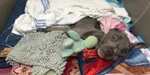 La straordinaria rinascita di Fern, il cane abbandonato in un cassonetto senza più forze per vivere