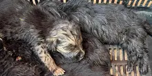 Cinque cuccioli di cane salvati a Giugliano: lieto fine dopo i recenti episodi di crudeltà