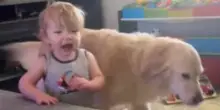 Il cane Simba ruba qualcosa di molto prezioso, quando il bimbo lo vede è troppo tardi per rimediare