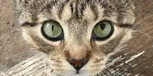 Gli occhi del gatto Luna sono i più insoliti che abbiate visto, ma c’è una spiegazione scientifica