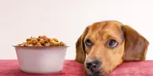 Come funziona il sistema di alimentazione del cane e che ruolo ha il cibo