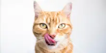 Crocchette o cibo umido? A ogni gatto la sua ciotola