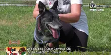 Videoadozioni Canile Cervasca: il cane Sweetie cerca casa
