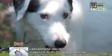 Videoadozioni Canile L'Arca di Piera (Rivalta): il cane Bart sogna una famiglia
