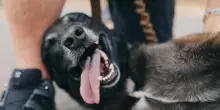 Ziya, il cane che ha sfidato un toro (e perso un dente) per salvare la sua famiglia