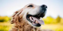 Il cane Rheager non è contento del percorso scelto dal dog sitter, così prende in mano la situazione
