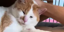 Intravedono il gatto più triste di tutti a una fiera per le adozioni e decidono di cambiargli vita