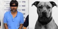Il gesto eroico di Kia, il cane morto per difendere la proprietaria da un tentativo di femminicidio