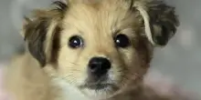 Abbandonato in un cesto con la dote, il destino del cane Cinija sarebbe potuto essere tragico