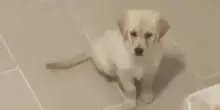 Il cane Stormi sente una voce che lo chiama ma ignora un dettaglio, la reazione finale dice tutto