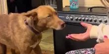 Abbandonato nei boschi per vendetta, dopo 5 mesi il cane Oakley viene ritrovato e la sua reazione è inaspettata