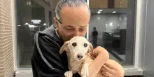 Il lieto fine del cane Bam Bam, per mesi il proprietario cieco lo ha cercato con un guinzaglio vuoto