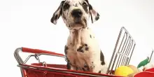 L’etichetta del pet food: saperla leggere per il benessere del proprio cane
