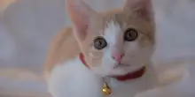 Bisogno o capriccio del proprietario? Tutto quello che c’è da sapere sul campanellino al collare del gatto